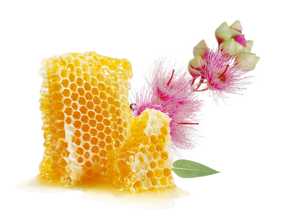 Eucalyptus Hoeny Comb 800g